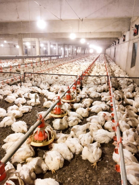 Processed Chicken